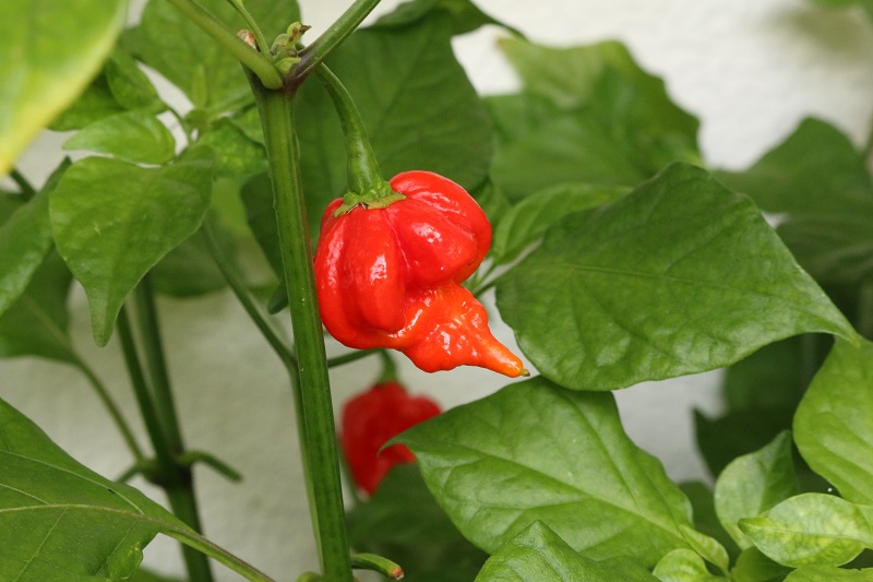 Trinidad moruga scorpion DAFUNDA