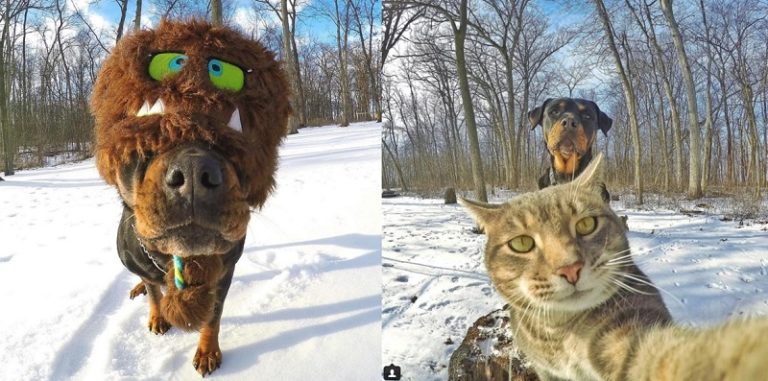 20 Foto Selfie Hewan ini Lebih Ajib dari kamu, Enggak percaya?