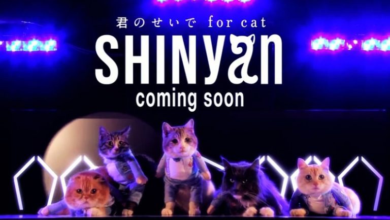 Boyband Kucing pertama SHINyan!