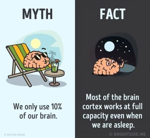 Mitos dan Fakta Tentang Otak
