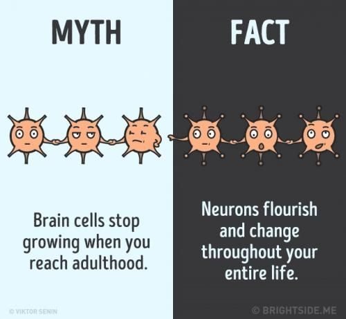 Mitos dan Fakta Tentang Sel Otak