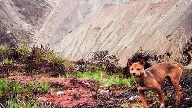 Anjing Liar Papua Akan Menjadi Karakter Baru dari Seri Kemono Friends