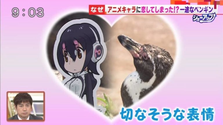 Kisah Cinta Penguin Grape-kun Dan Hululu Akhirnya di Liput Oleh TV Asahi
