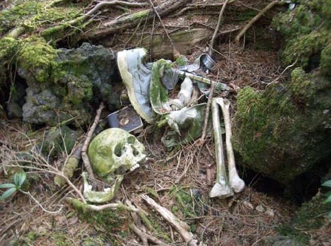 Mengenal Tempat Bunuh Diri Paling Populer Di Jepang AOKIGAHARA! 5