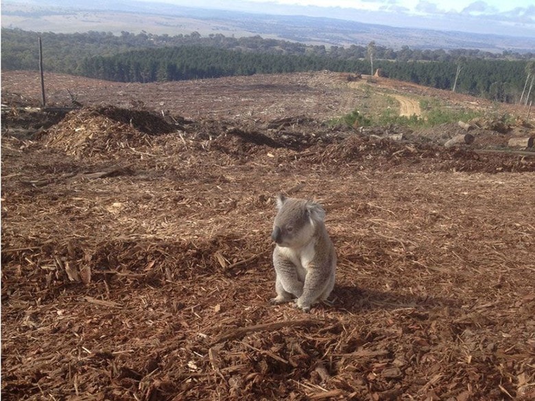 Ekspresi Sedih Koala Yang Kehilangan Rumahnya Rata Dengan Tanah Min