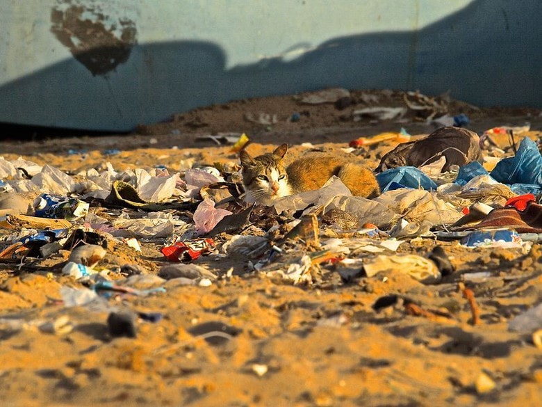 Kucing Pun Harus Hidup Di Tengah Tengah Sampah Min
