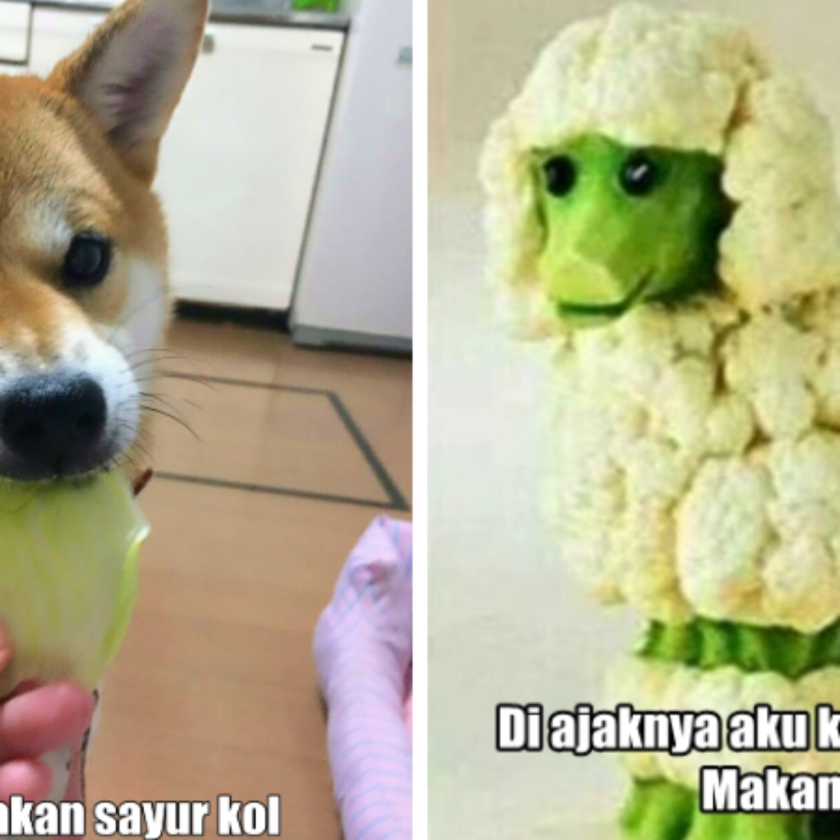 10 Meme Pakai Sayur Kol Ini Akan Bikin Kamu Ngakak Sampai