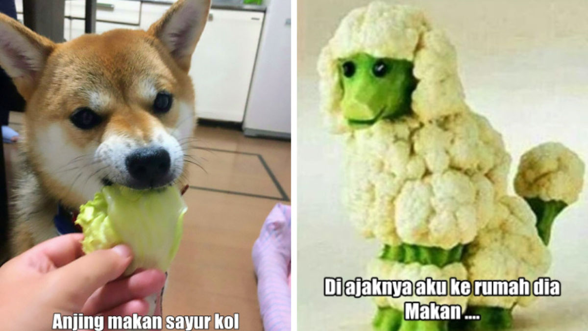 10 Meme Pakai Sayur Kol Ini Akan Bikin Kamu Ngakak Sampai Mules