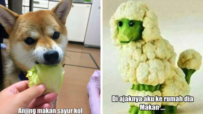 10 Meme Lucu ‘Pakai Sayur Kol’ Ini Akan Bikin Kamu Ngakak Enggak Ketolongan!