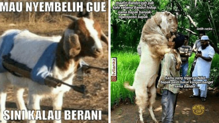 12 Meme Tentang Hewan Kurban Yang Enggak Mau Di Sembelih Ini Kocak Banget! Dafunda Gokil