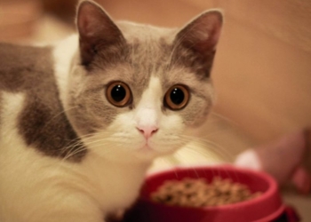 Ada Kucing Mendekati Kita Saat Sedang Makan, Apa Artinya Dafunda Gokil