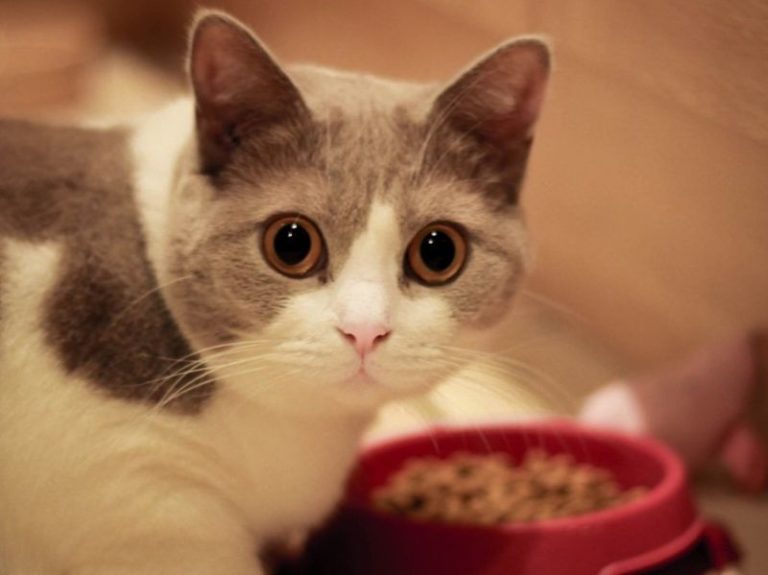 Ada Kucing Mendekati Kita Saat Sedang Makan, Apa Artinya Dafunda Gokil