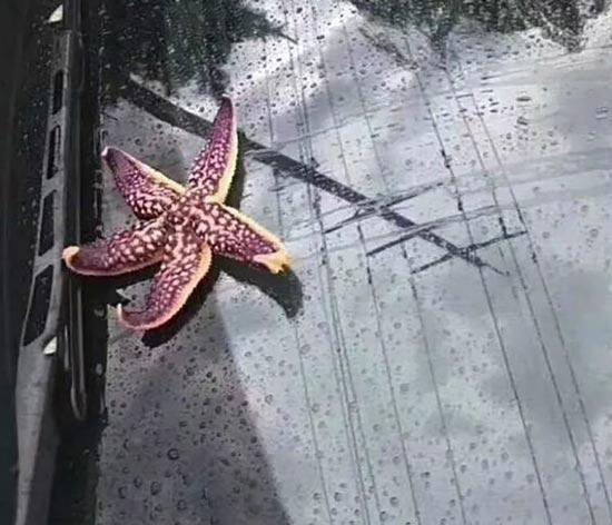 Fenomena Hujan Aneh Terjadi Lagi Di China, Kali Ini Udang Sampai Bintang Laut Jatuh Dari Langit! 3