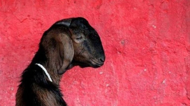 Kurang Kerjaan Banget, Diperkosa 8 Pria, Kambing Hamil di India Akhirnya Mati!