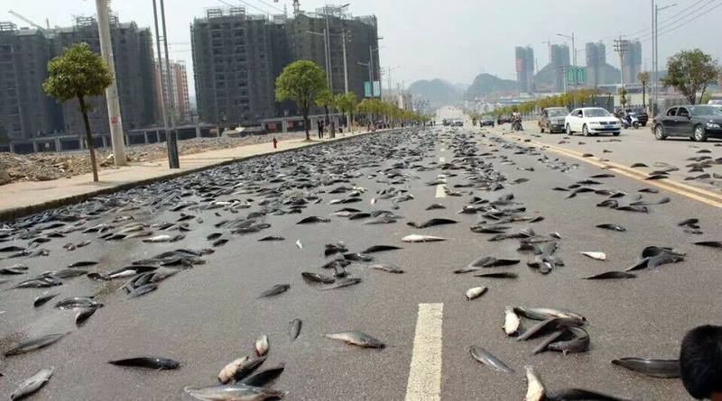 Mau Kiamat Inilah 5 Fenomena Hujan Aneh Yang Paling Mengerikan! Hujan Ikan