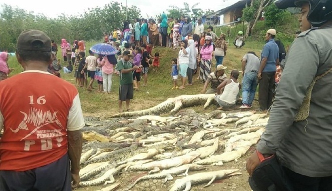 Ngeri Banget! Telan Korban, Ratusan Buaya Ini Dibantai Habis Oleh Warga Sorong 1