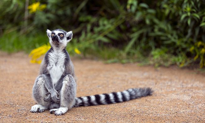 RingTailedLemurSittingByItselfLookingUp.jpg.653x0 Q80 Crop Smart