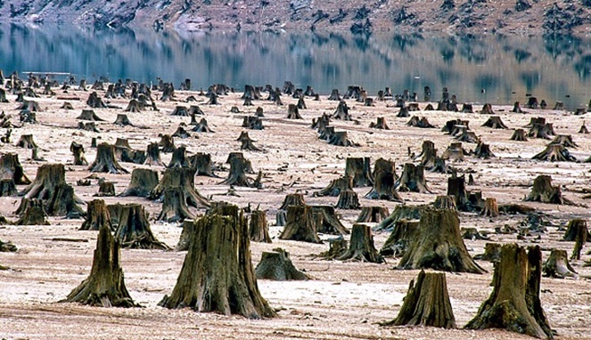 Sudah Tahu Inilah 5 Gambaran Masa Depan Bumi Kita Yang Sangat Mengerikan! Hutan Lenyap