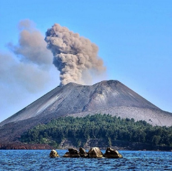 Terus Tumbuh, Inilah 5 Fakta Anak Krakatau Yang Mungkin Belum Kalian Ketahui! Spesies