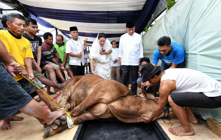 Kenapa Hewan Qurban Disembelih Harus dalam Sekali Sayatan? Berikut Penjelasannya!