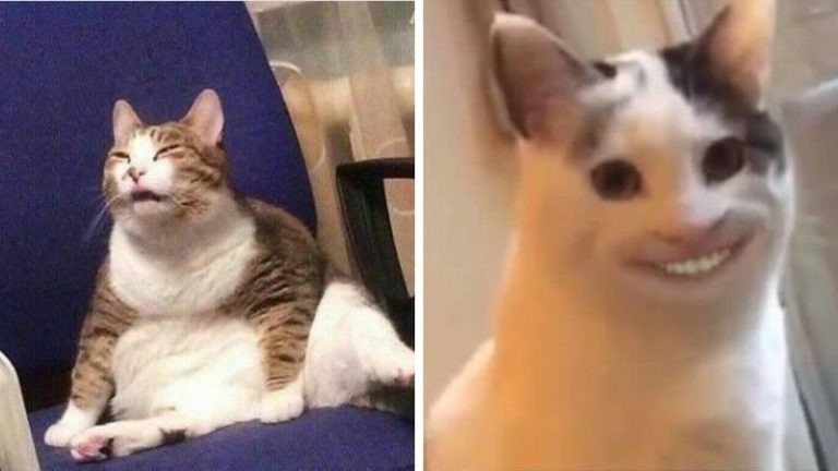 10 Momen Kucing Gagal Imut yang Malah Bikin Ngakak! #2
