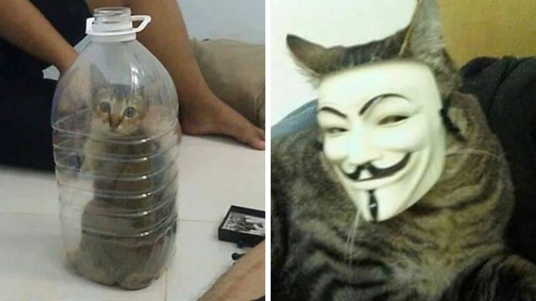 10 Momen Kucing ini Gagal Imut, Malah Bikin Ngakak! 8 10 Momen Kucing ini Gagal Imut, Malah Bikin Ngakak!