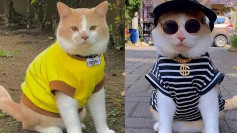 Pororo Kucing Tiktok Hilang 1
