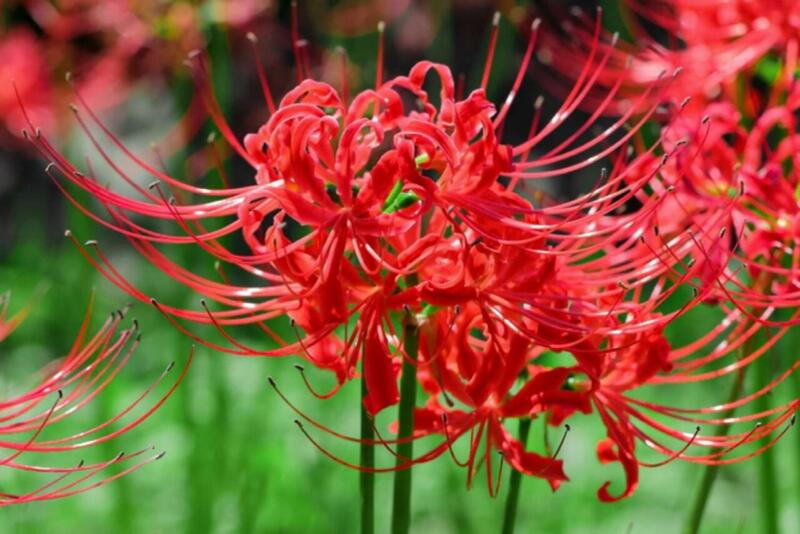 Daun-dan-bunganya-tidak-tumbuh-bersamaan | fakta menarik bunga Higanbana