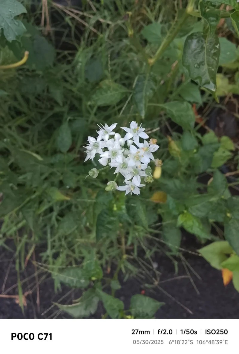Hasil Foto Tanpa Mode Ultra Hd