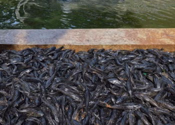 Kenapa Ikan Sapu-Sapu Jadi Invasif? Ini Alasan Predator Absen 5 Bahaya Ikan Sapu-Sapu bagi Sungai di Indonesia