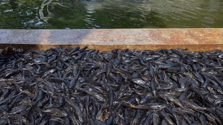 Bahaya Ikan Sapu-Sapu bagi Sungai di Indonesia