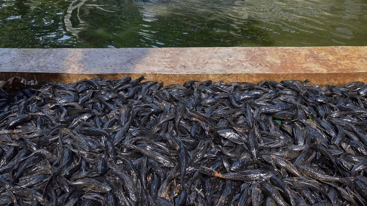 Bahaya Ikan Sapu-Sapu bagi Sungai di Indonesia