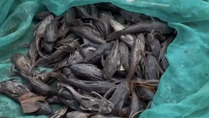Fakta mengejutkan Ikan Sapu-Sapu dan sosok predator alami sungai indonesia